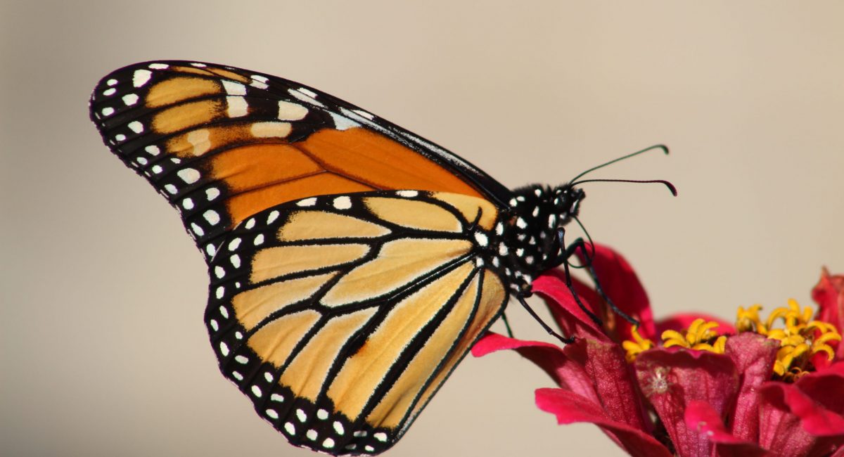 PMA prendre une pause ou repartir 3
